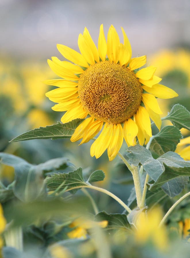 Texas Sunflower, Helianthus Annuus Stock Photo Image of annuus, south 184808814