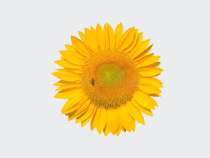 Yellow sunflower with bee isolated