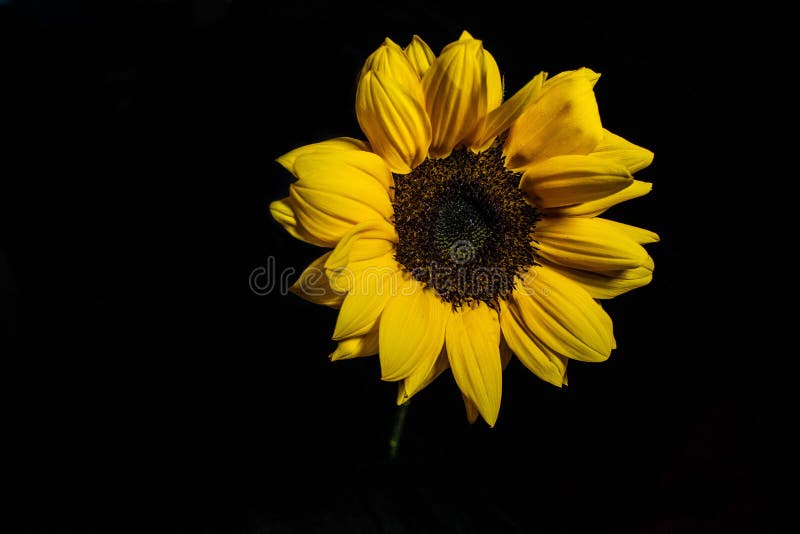 Yellow Sunflower with Black Background Stock Image - Image of stem, bloom:  172407607