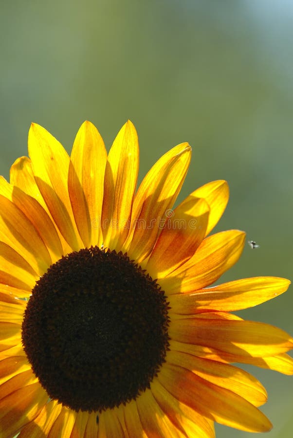 Yellow sunflower in bloom stock photo. Image of colourful 4378862