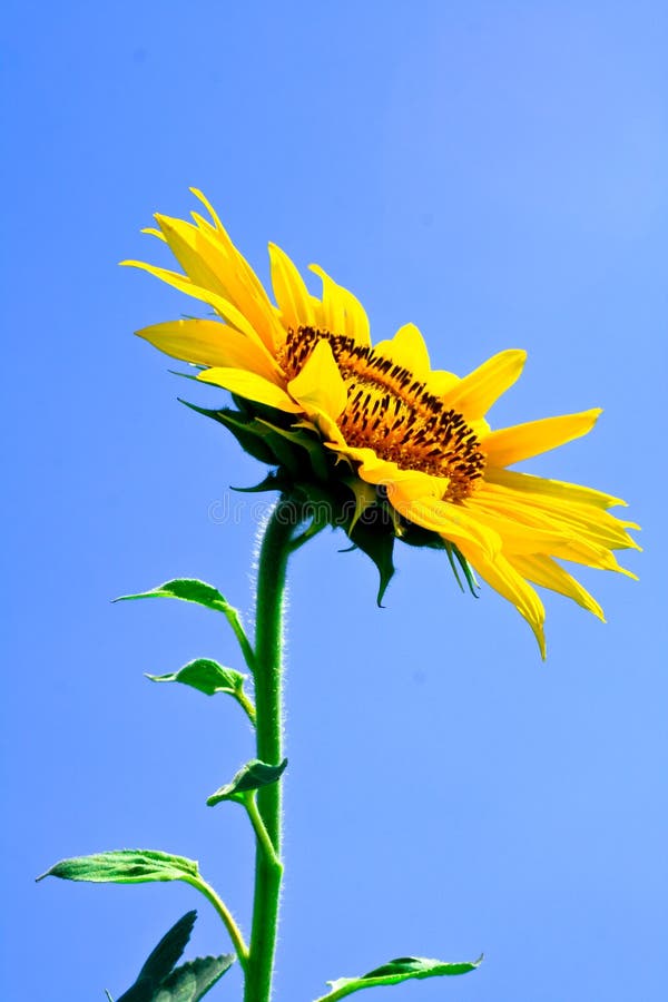 Yellow Sunflower and Blue Sky Stock Image Image of color, backgrounds
