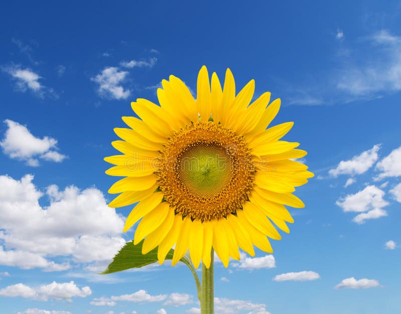Yellow sunflower stock image. Image of flower, efflorescence 65058061