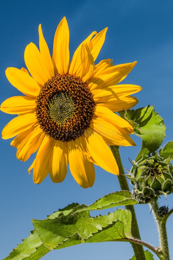 Yellow Sunflower with Blue Sky Background Stock Image Image of