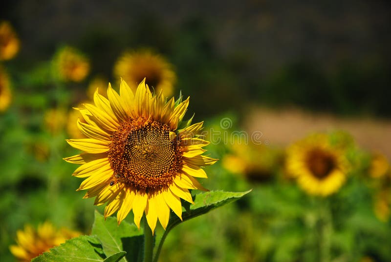 Yellow Sunflower on Blue Sky and Cloud Day Stock Photo Image of
