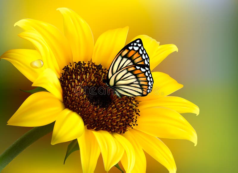 Download Yellow Sunflower With A Butterfly. Stock Vector - Image ...