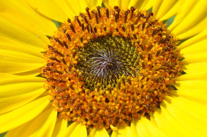 Yellow Sunflower Center stock image. Image of middle 59800297