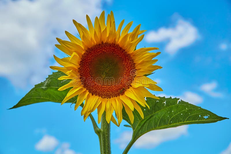Yellow Sunflower Closeup on a Background of Blue Sky Stock Image