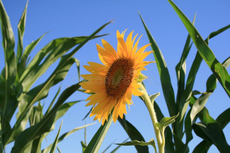 Yellow sunflower in corn field