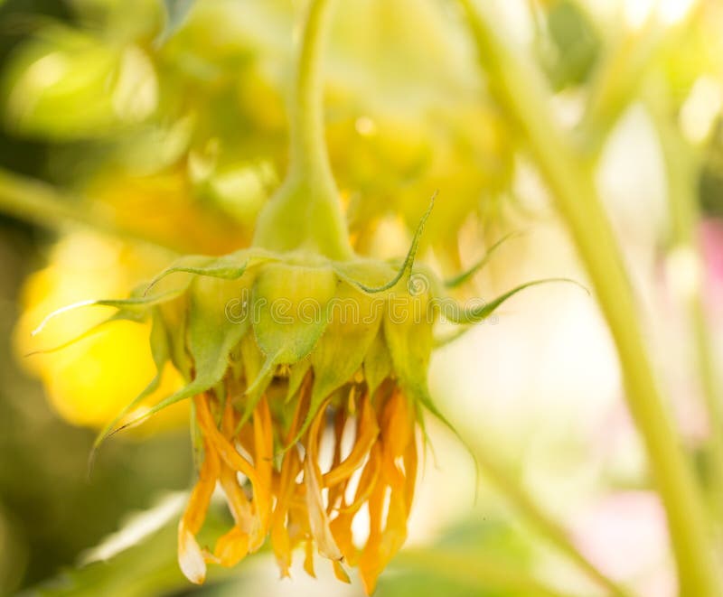 Seeds Yellow Plant Parasite Stock Image Image of wild, united 111933709