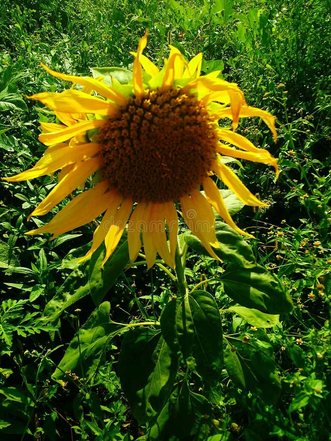 Yellow sunflower growing stock photo. Image of field 177354080