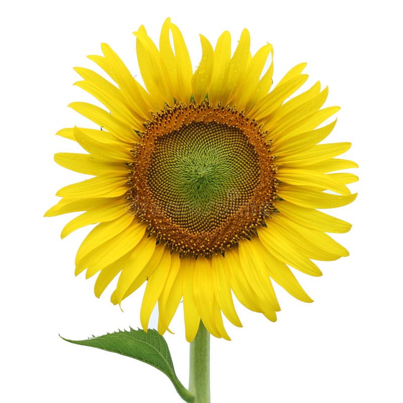 Yellow sunflower isolated on white