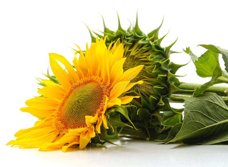 One yellow sunflower stock photo. Image of white, yellow 155596930