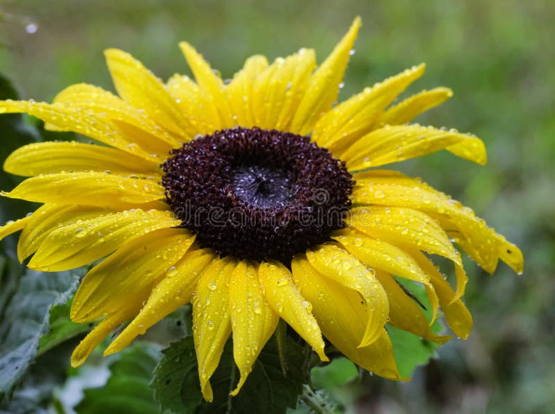 Yellow Sunflower With Raindrops Stock Image Image of colorful, flora 98090399