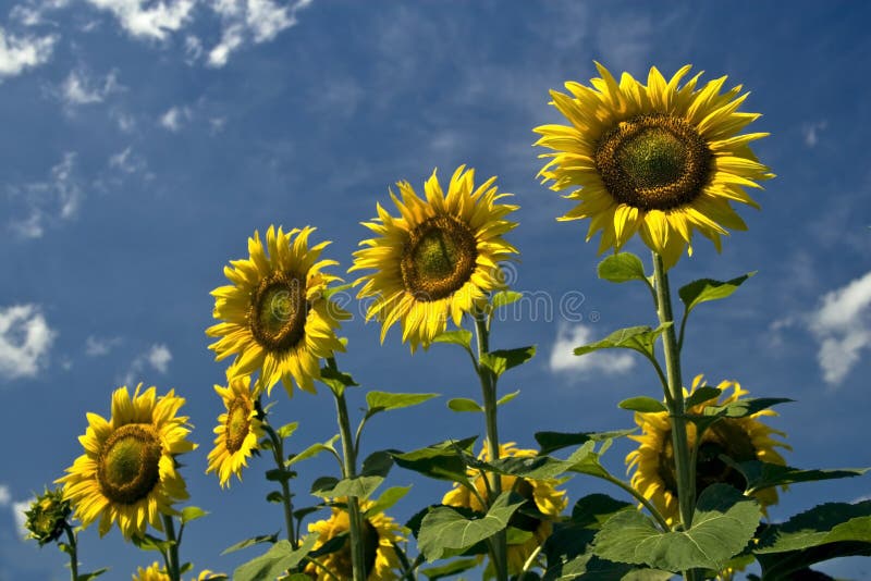 Yellow Sunflower And Sky Picture. Image 9990022