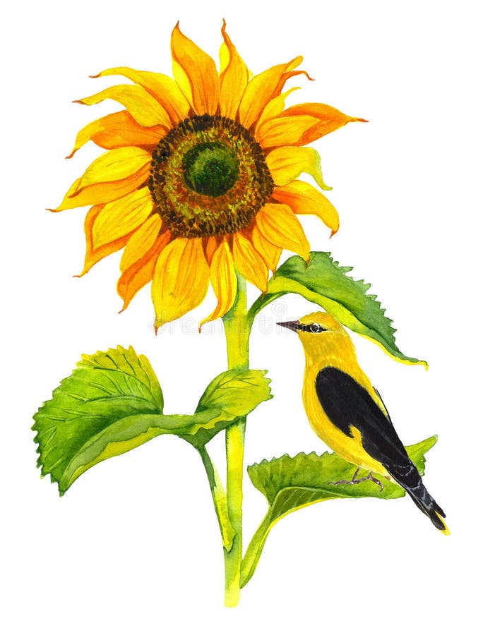 Yellow sunflower, watercolor on a white background. Sunshine, sunny flower