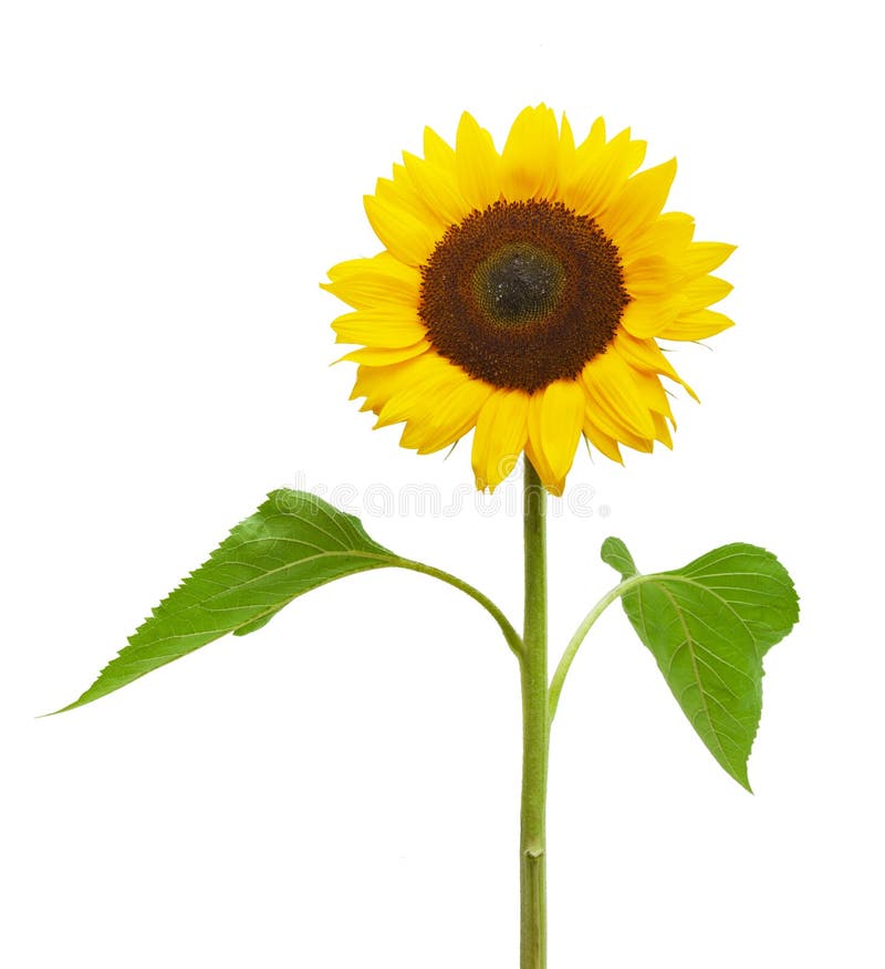 Yellow Sunflower on White Background Stock Photo Image of yellow, summer 155592774