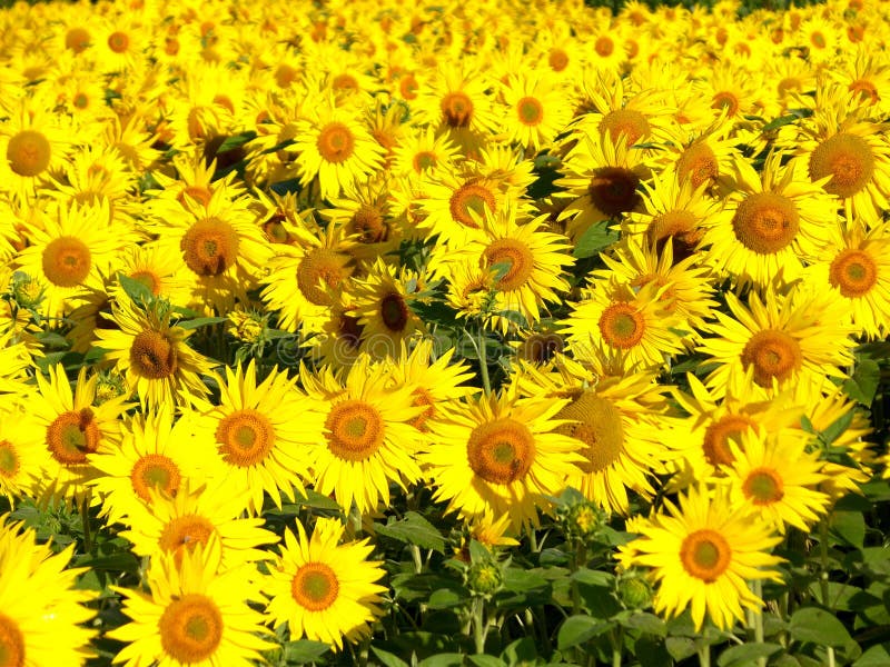Yellow sunflowers stock photo. Image of natural, outside 10599620