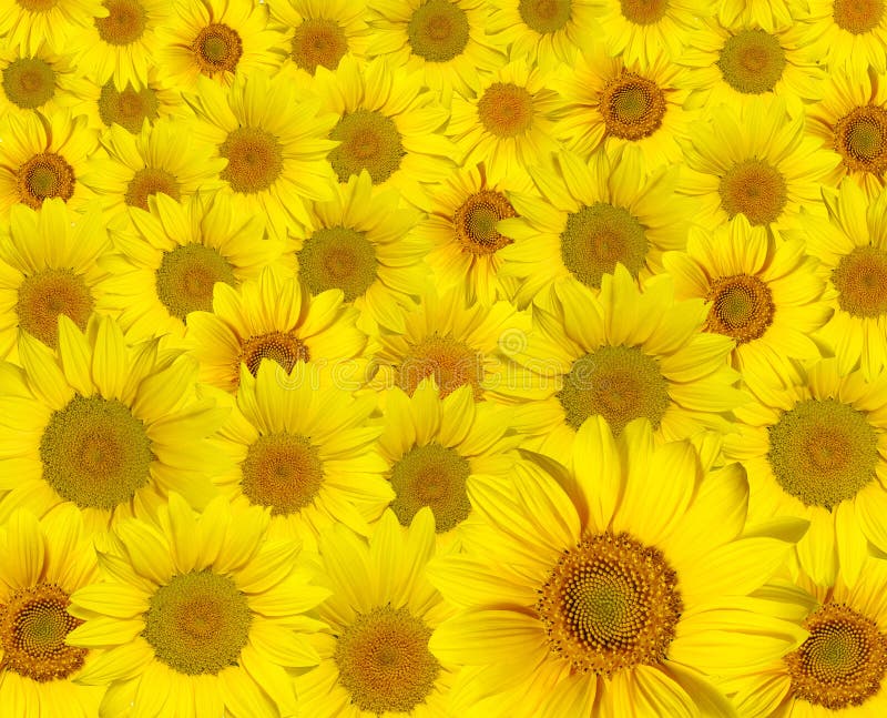 Yellow sunflowers stock image. Image of green, orange 13780411