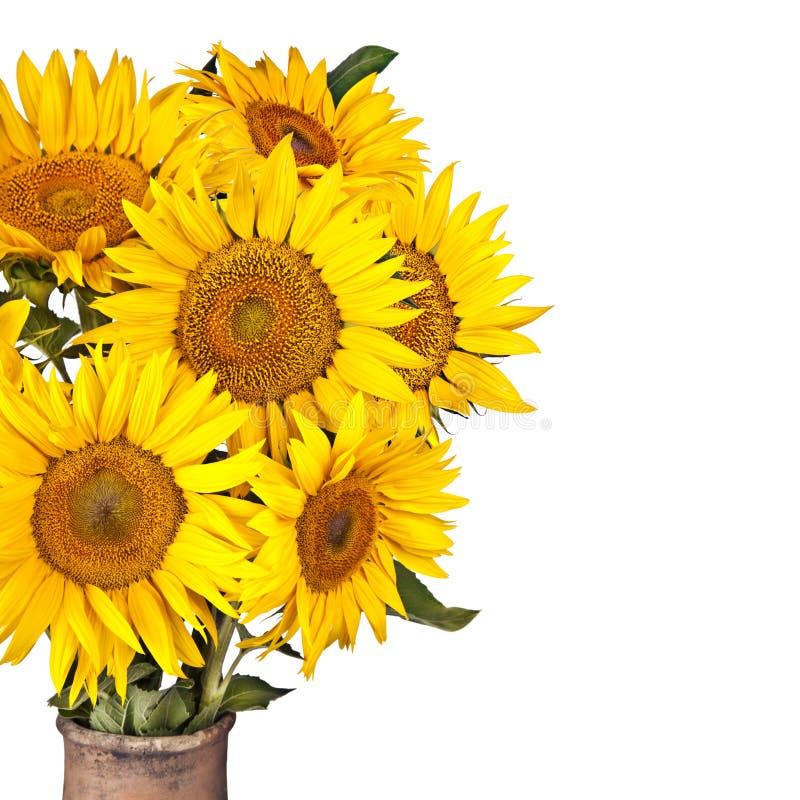 3,364 Sunflowers Vase Stock Photos Free & RoyaltyFree Stock Photos