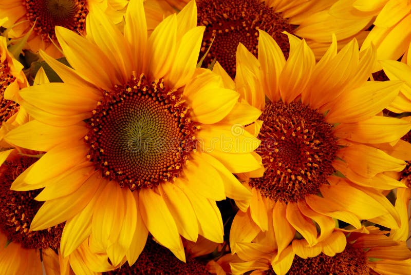 Yellow sunflowers stock image. Image of petal, park, green 3401097