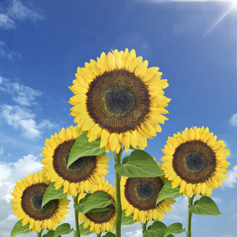 Yellow Sunflowers Against Blue Sky. Summer Background Stock Image