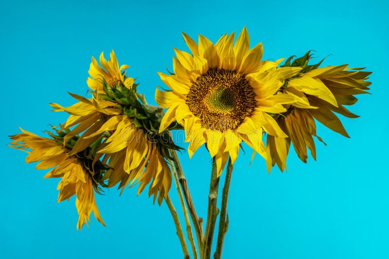 Yellow Sunflowers on the Blue Background Stock Photo Image of head