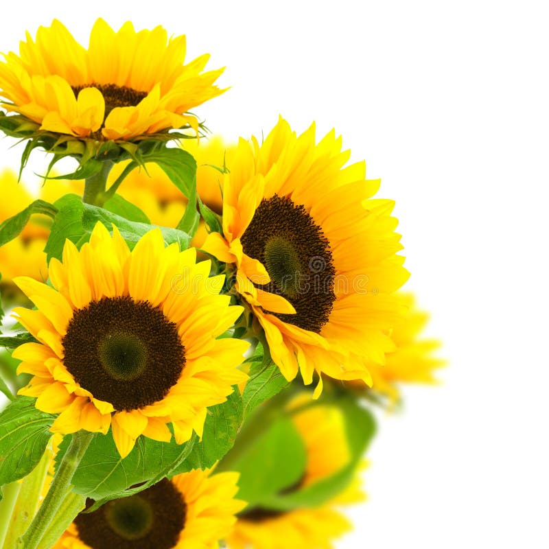 Sunflowers border over a white background. Sunflowers stock images, royalty-free photos and pictures