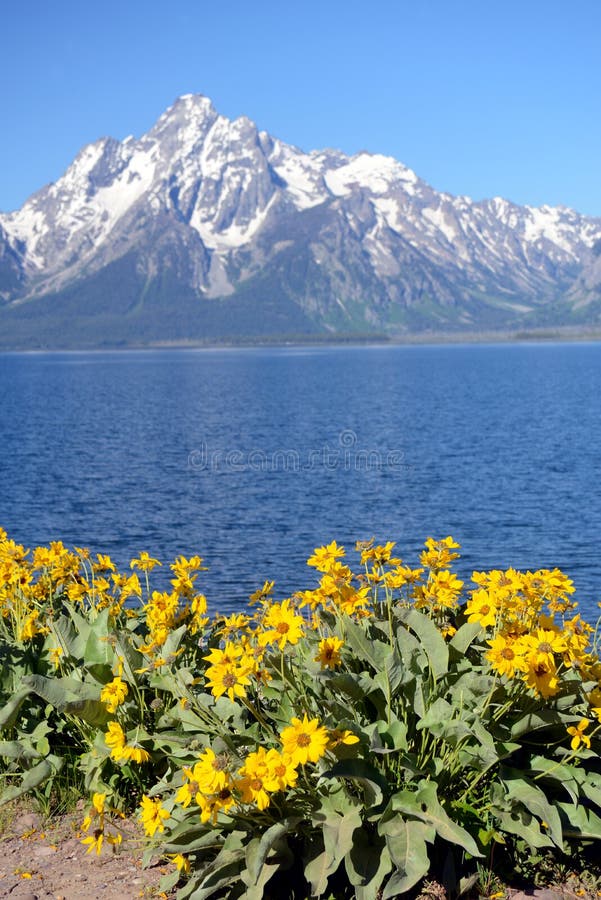 Yellow sunflowers frame a blue lake and snow capped mountains.