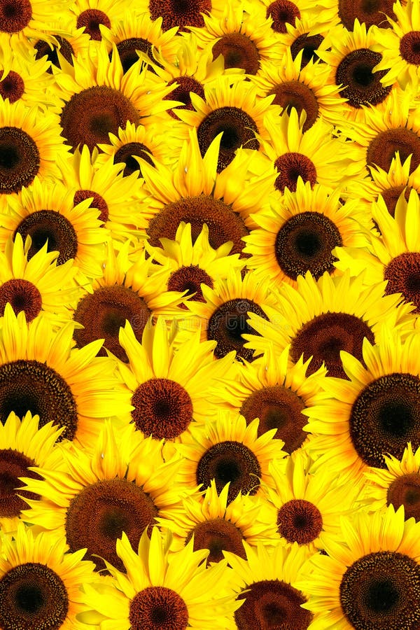 Yellow Sunflowers Petals Background Stock Image Image of sunflower