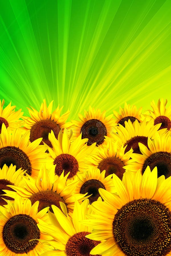 Yellow Sunflowers Petals Background Stock Illustration Illustration