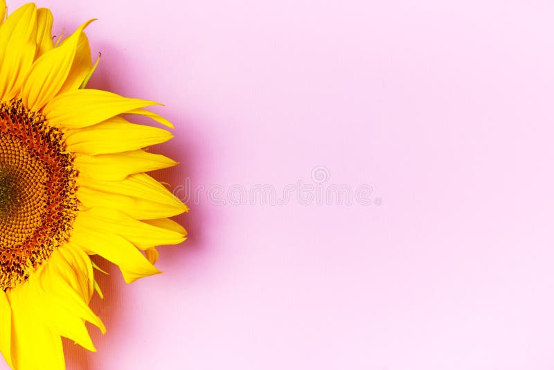 276 Happy Birthday Background Sunflowers Stock Photos Free & Royalty
