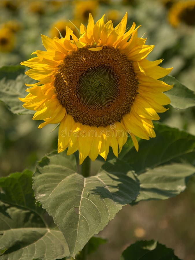Yellow sunflowers stock photo. Image of alberta, color 89273538