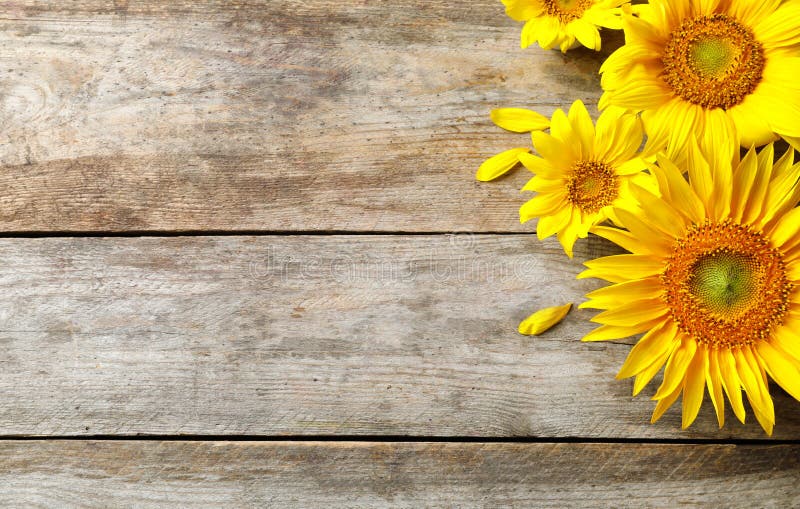 Yellow Sunflowers on Wooden Background, Stock Photo - Image of ...