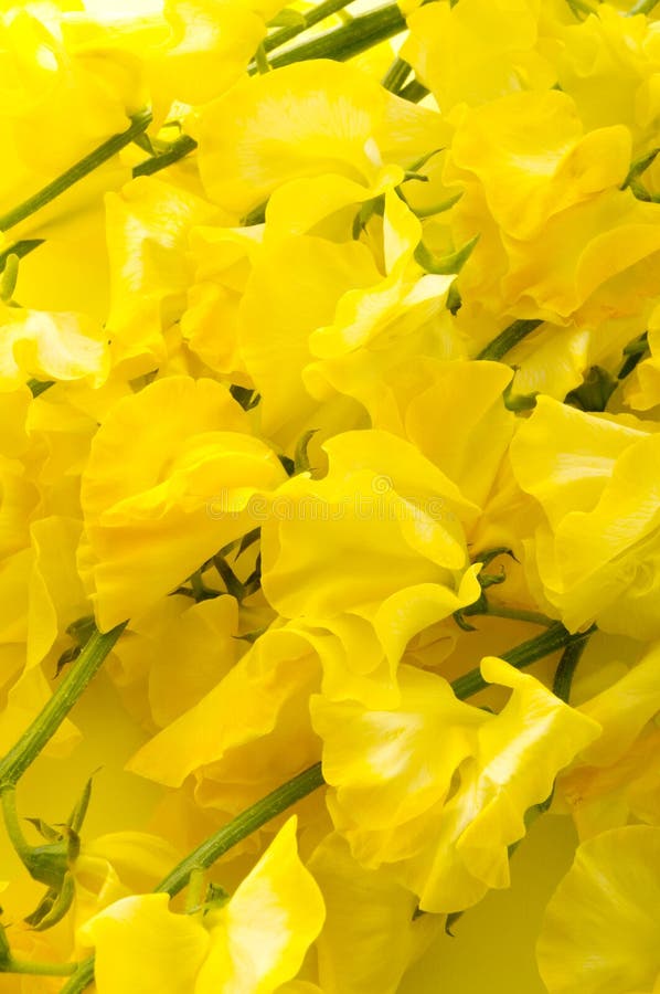 Yellow Sweet Pea Background Stock Photo Image of gift, closeup 26152288