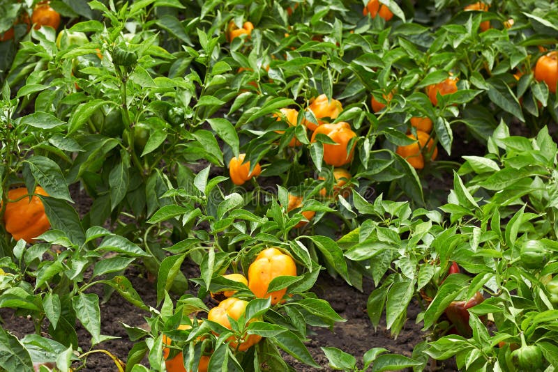 Yellow sweet pepper grow in the garden royalty free stock photography Yellow sweet pepper grow in the garden royalty free stock photography
