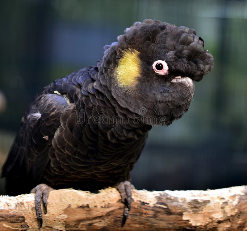 Yellowtailed Blackcockatoo Stock Photo Image of wild, food 60699294