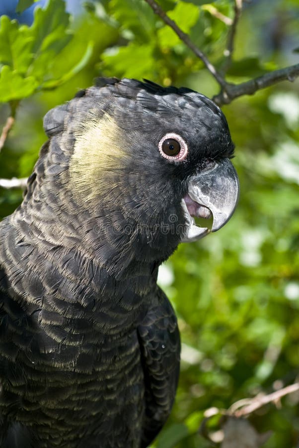 Yellow Tailed Black Cockatoo in Tree