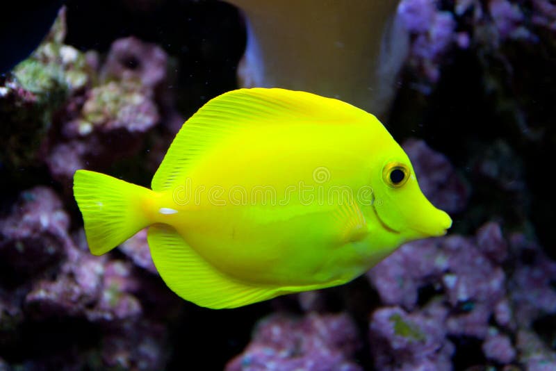 Yellow tang in the water