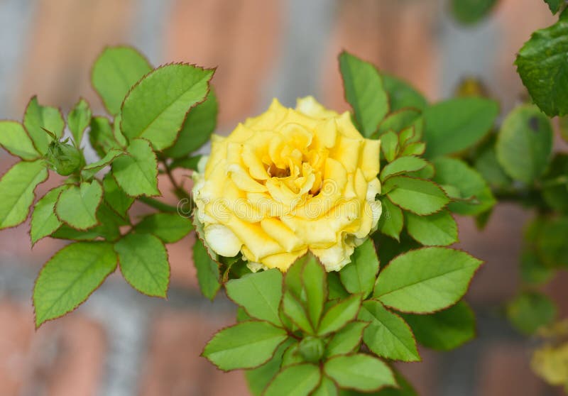 Yellow Tea Rose Growing in Vietnam Close Up Stock Photo Image of