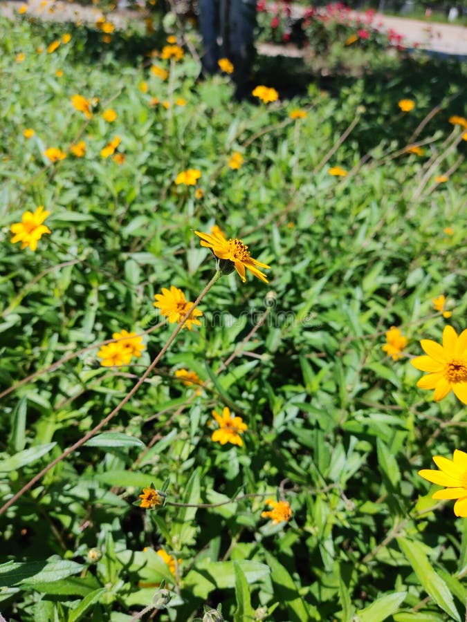 Yellow Texas wildflowers stock image. Image of together - 217506199