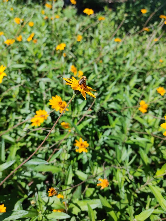 Yellow Texas Wildflowers in Field with Old Fence Stock Photo Image of