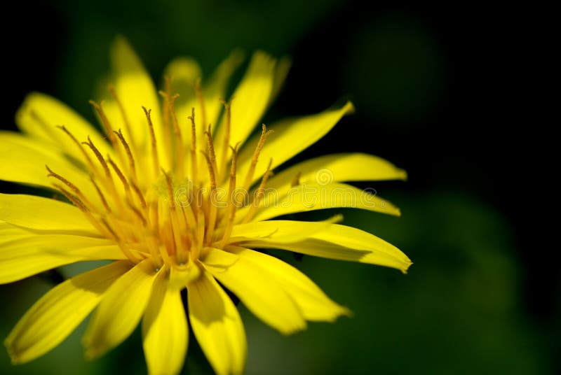 Yellow thistle