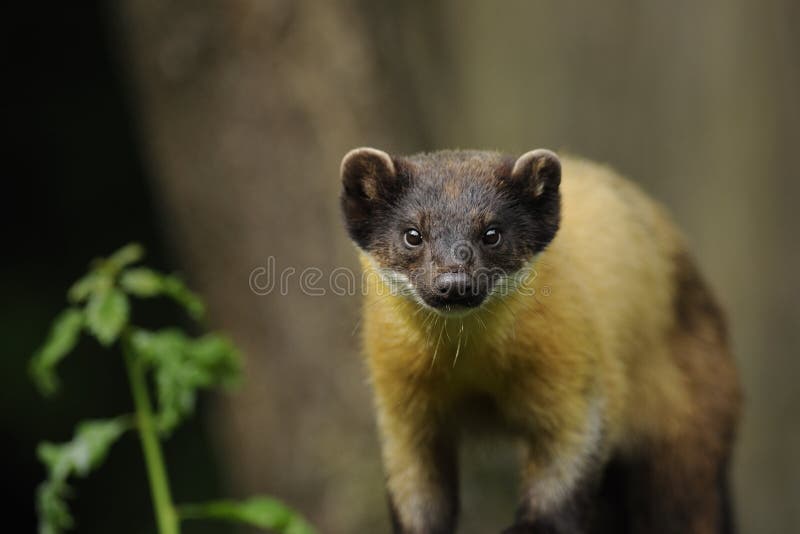 Yellow-throated Marten (Martes flavigula)