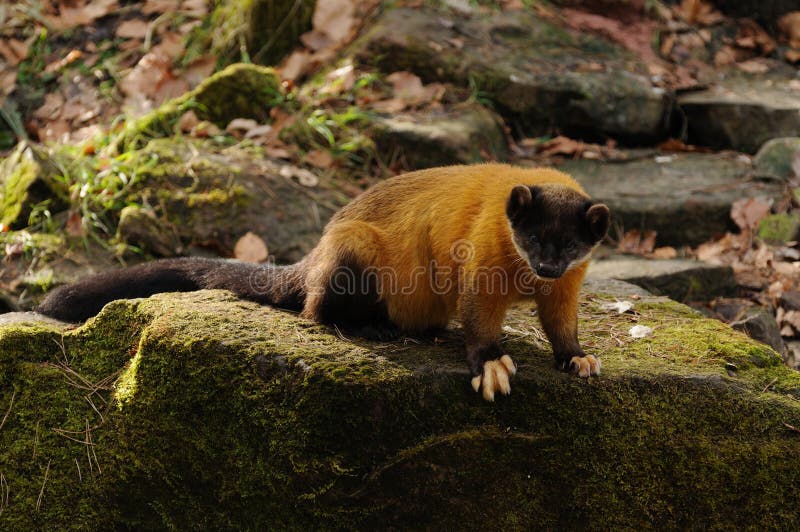 Yellow-throated Marten (Martes flavigula)