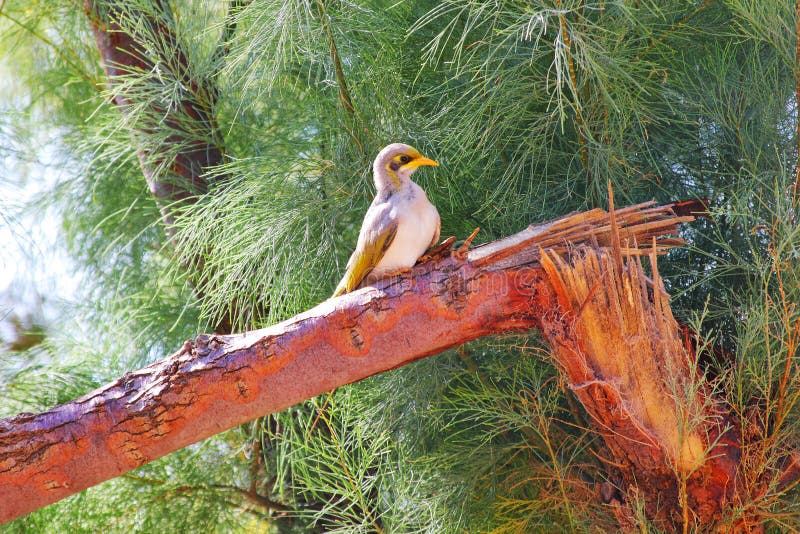 Yellow-Throated Miner sitting on a Tree, Western Australia