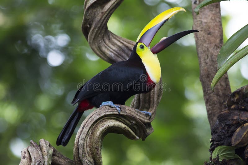 Yellow-throated Toucan Ramphastos ambiguus stock photo Yellow-throated Toucan Ramphastos ambiguus stock photo