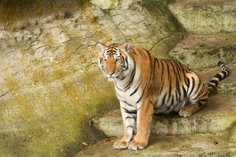 Yellow tiger in the jungle stock photo. Image of aggressive 31194260