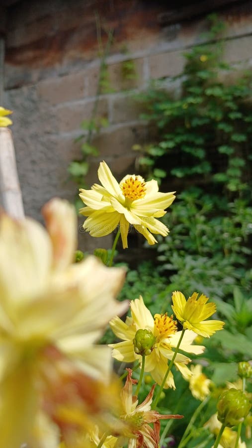 Yellow Tiny Flower in Beautiful Garden