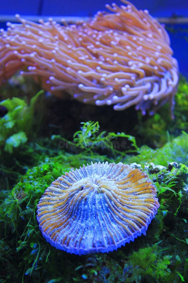 Yellow Tip Torch Coral Stock Photos Free & RoyaltyFree Stock Photos
