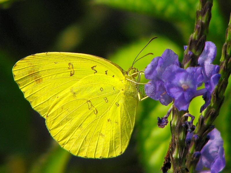 90,818 Yellow Butterfly Photos Free & RoyaltyFree Stock Photos from